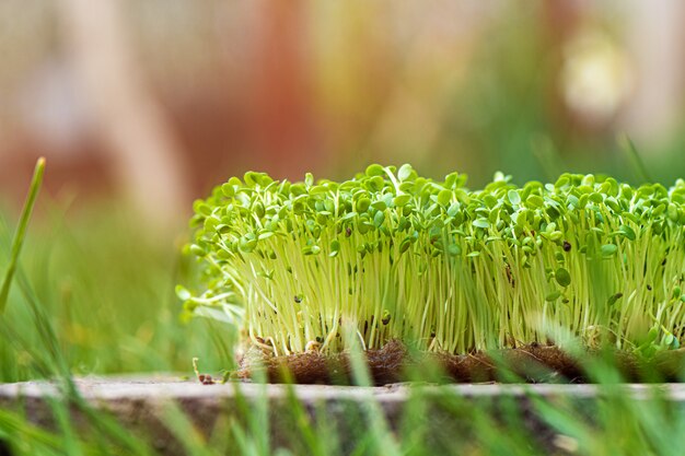 Closeup of sprouted arugula grow on wet linen mat.