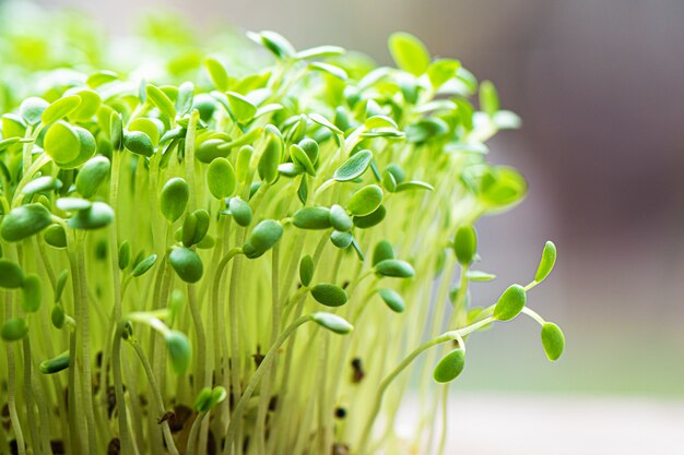 Closeup of sprouted arugula grow on wet linen mat.