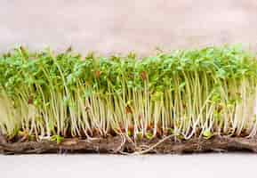 Free photo closeup of sprouted grains cress salad grow on wet linen mat.