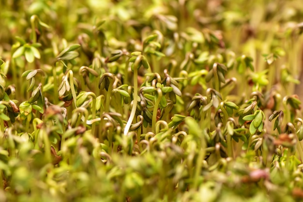 Closeup of sprouted grains cress salad grow on wet linen mat.