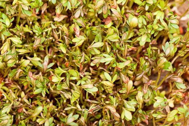 Closeup of sprouted grains cress salad grow on wet linen mat.