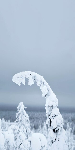 Крупным планом еловая ветка, покрытая снегом в национальном парке Рииситунтури, Финляндия