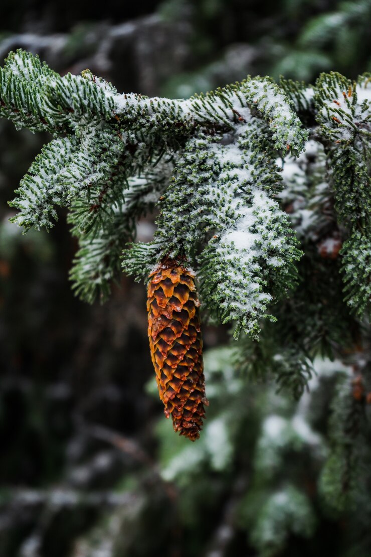 Free Photo closeup of a spruce cone hanging from a snowy branch