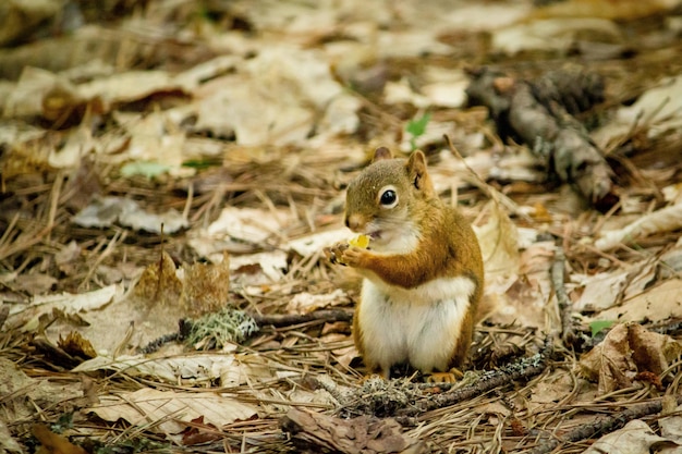 Closeup of a squirrel standing in yellow leaves with a blurred background