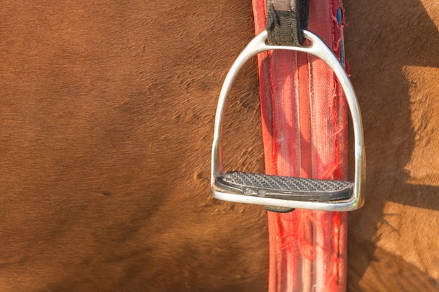 Closeup stallion foot farm close