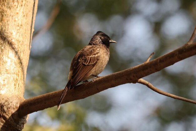 Closeup of a starling bird perching on a tree branch