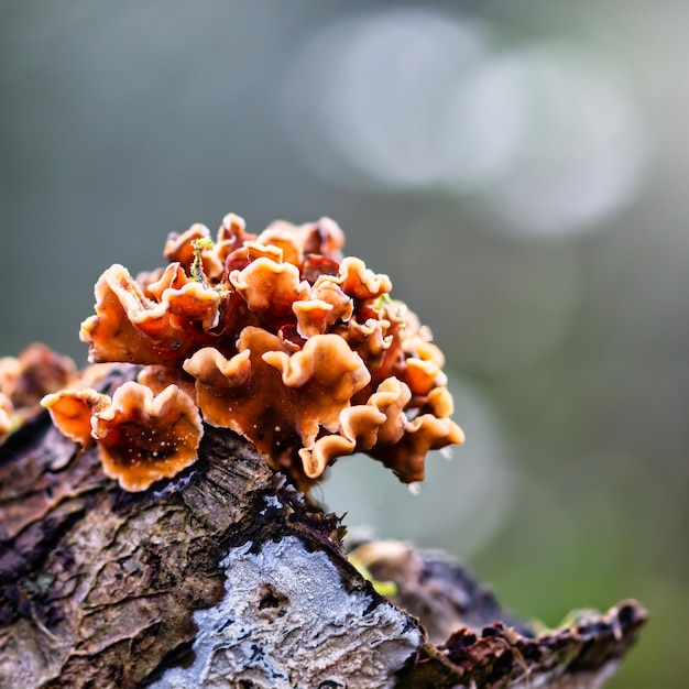 Closeup of Stereum hirsutum called false turkey tail and hairy curtain crust