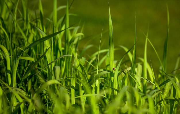 Крупным планом сочные луговые зеленые травы