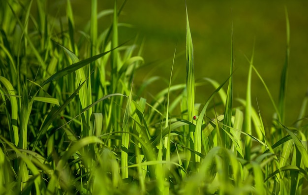 Closeup of succulent meadow green grass