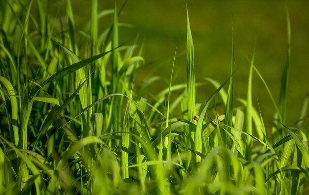 多肉植物の牧草地の緑の草のクローズアップ