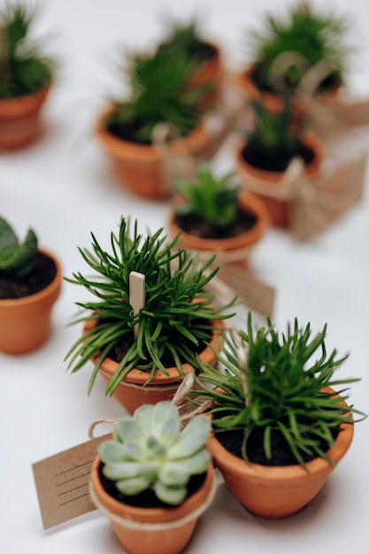 Closeup of succulents in pots