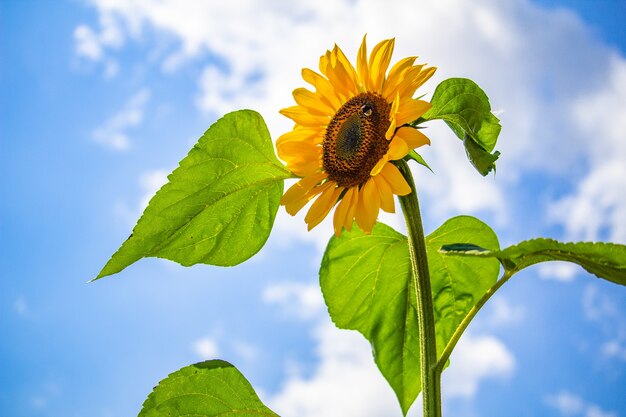 Closeup of a sunflower against the blue sky