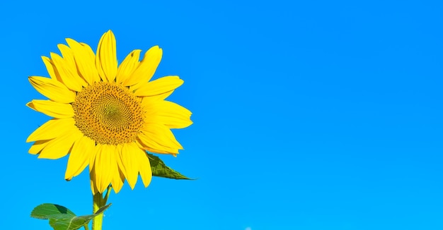 Free photo closeup sunflower against a bright blue sky banner with copy space for advertising idea