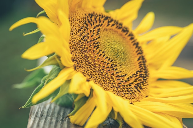 Closeup a sunflower on a blurred background