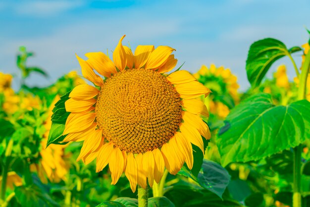 Closeup of sunflower on the field with bright sky