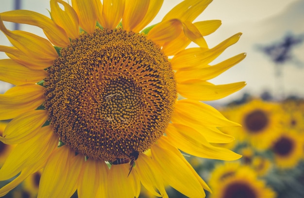 Closeup Sunflower