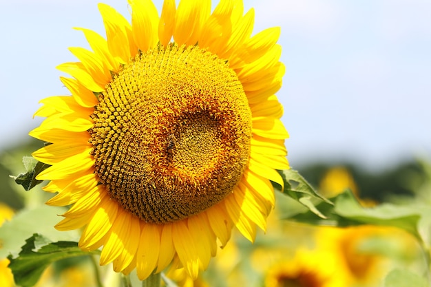 Closeup of a sunflower