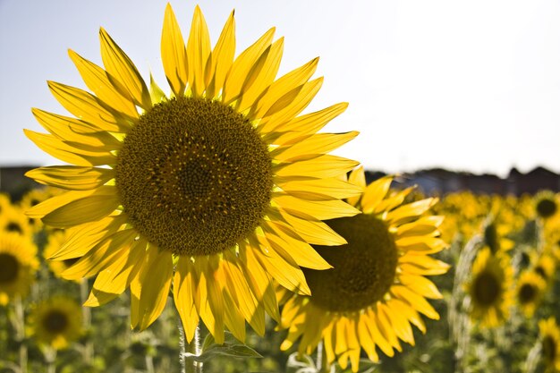Closeup of sunflowers in a field under the sunlight