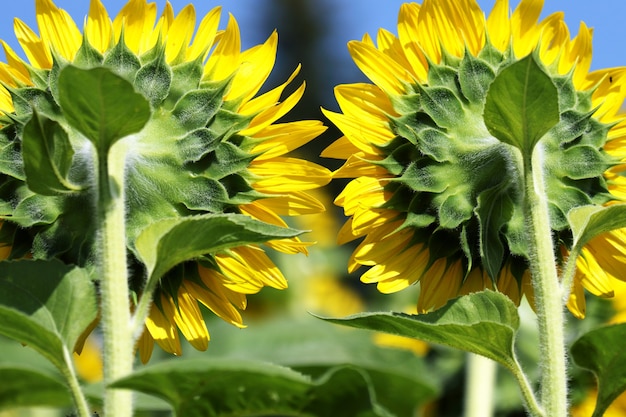 Closeup of sunflowers in a field under the sunlight 