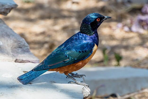 Closeup of a Superb starling standing on a rock under the sunlight