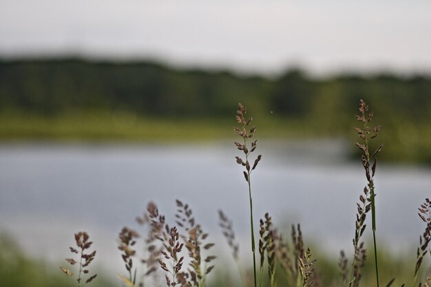 Крупный план сладкой травы в поле с рекой на размытом фоне