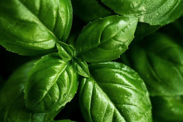 Closeup of tasty beautiful basil. Selective Focus.