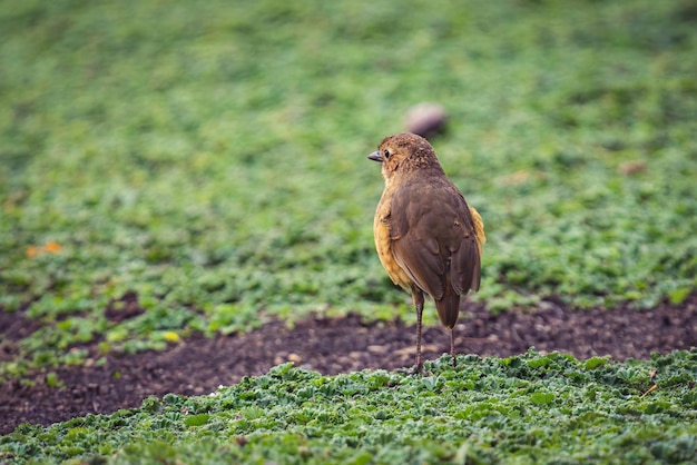 Closeup of a tawny antpitta perched on the ground covered in greenery with a blurry background