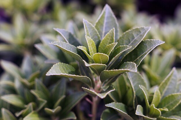 日光の下でフィールドの茶植物のクローズアップ