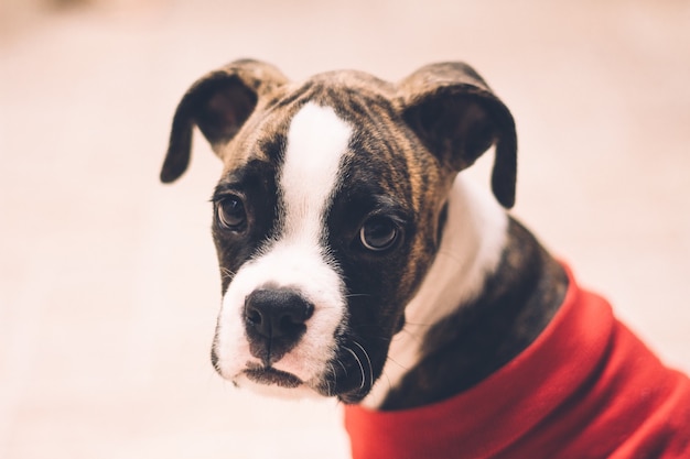 Closeup of a terrier puppy wearing a red shirt