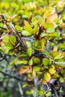 Foto gratuita primo piano di una pianta spinosa e foglie con margine rosso