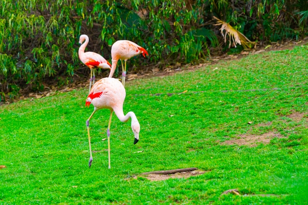 Closeup of three beautiful flamingos walking on the grass in the park