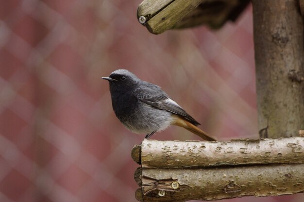 Closeup of a tiny black redstart perched on a wooden nest with a blurry background