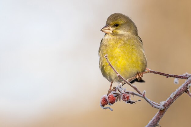 Closeup of a tiny European greenfinch standing on a tree branch under the sunlight at daytime