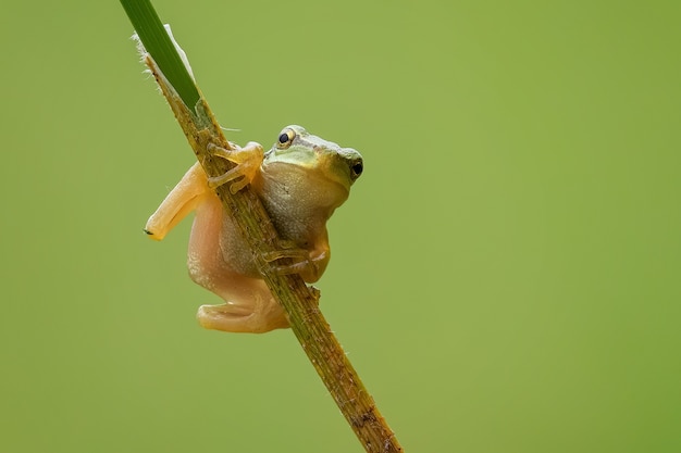 Closeup of a tiny European tree frog on a branch under the sunlight with a blurry background