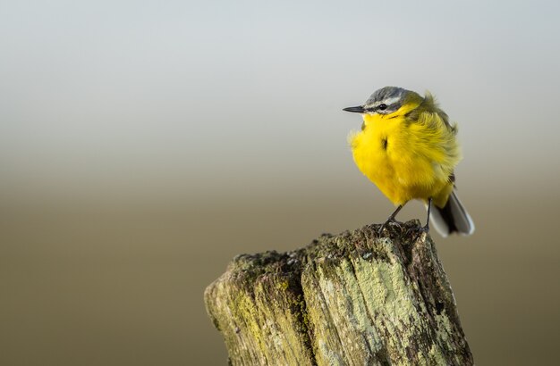 Closeup of a tiny grey wagtail perched on a wooden surface in a field with a blurry background