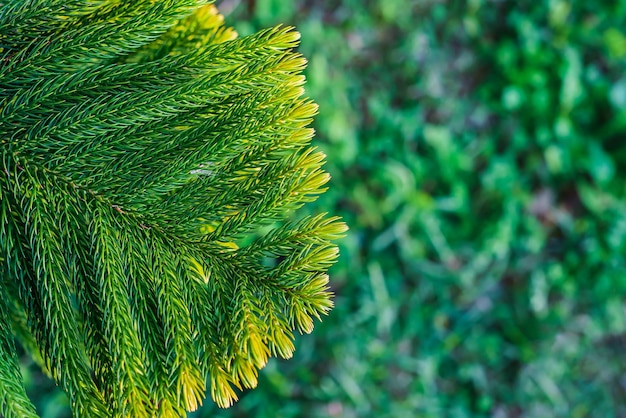 Free photo closeup top view of norfolk island pine leaf branch araukariakuki blurred background idea for a christmas card or article