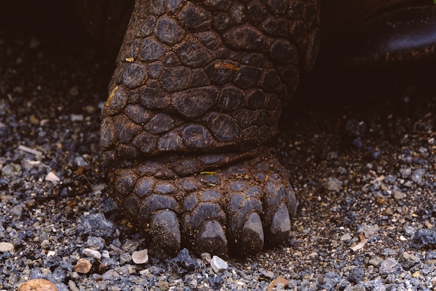 Free photo closeup of a tortoise feet on the ground with sharp nails