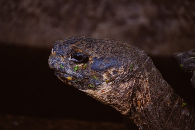 Closeup of a tortoise head with blurred background