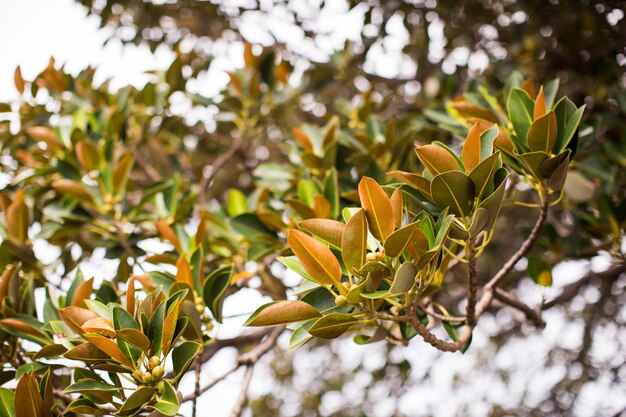 Closeup of a tree branch with green leaves