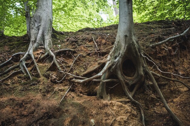 Closeup of tree roots in the ground in a forest under the sunlight