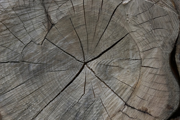 Closeup of tree stump