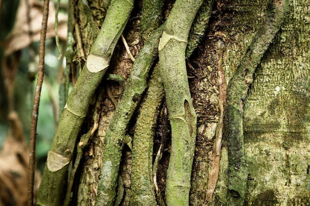 Closeup tree trunk and vines 