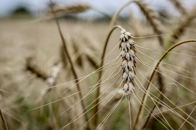 Closeup of a triticale plant