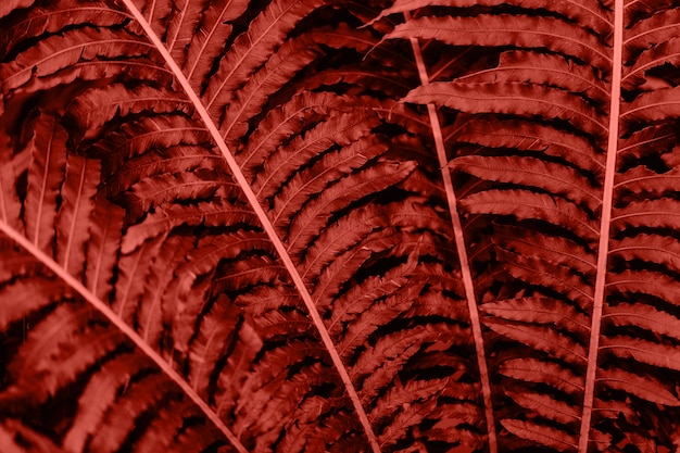 Closeup of tropic plants in living coral color