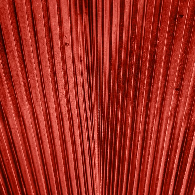 Closeup of tropic plants in living coral color