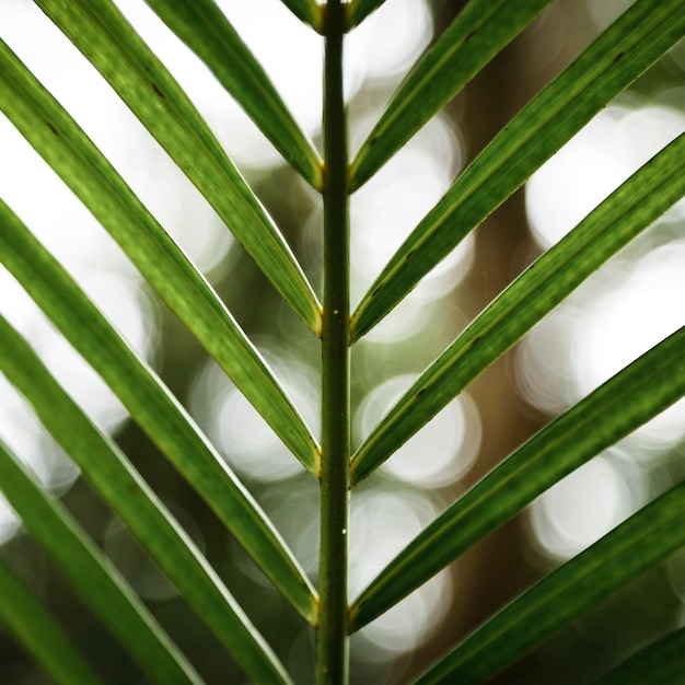 Closeup tropical leaf with blurred background