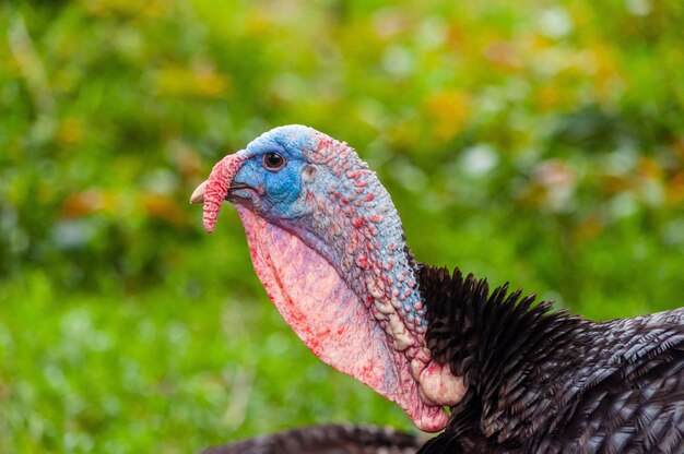 Closeup of a turkey in the farm