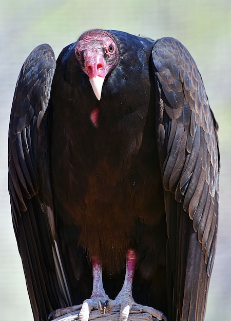 Closeup of a Turkey vulture with a pink head