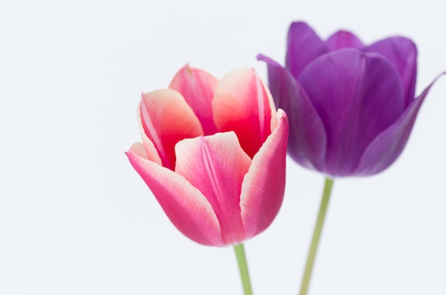 Closeup of two colorful tulip flowers isolated on white background with space for your text