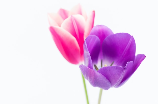 Closeup of two colorful tulip flowers isolated on white background with space for your text